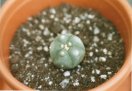 My Peyote